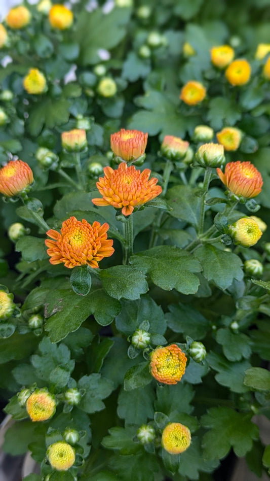 Cool air, Mums and Fall Prep ( yes already )