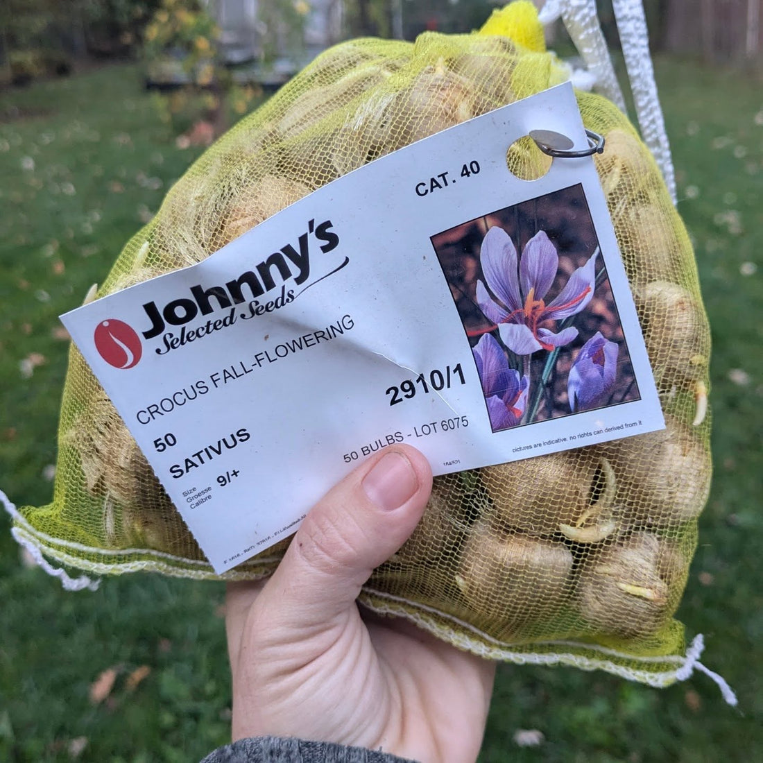 Tulips, Crocus, and the last Geauga Fresh Outdoor Market!